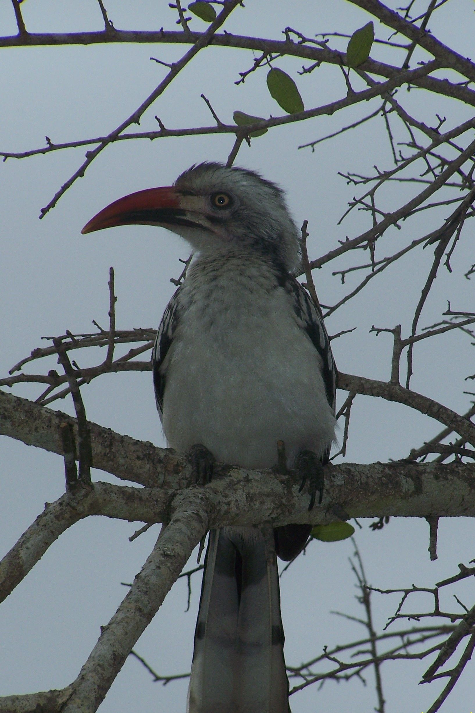 KNP Satara-Lower Sabi 2009 015.JPG