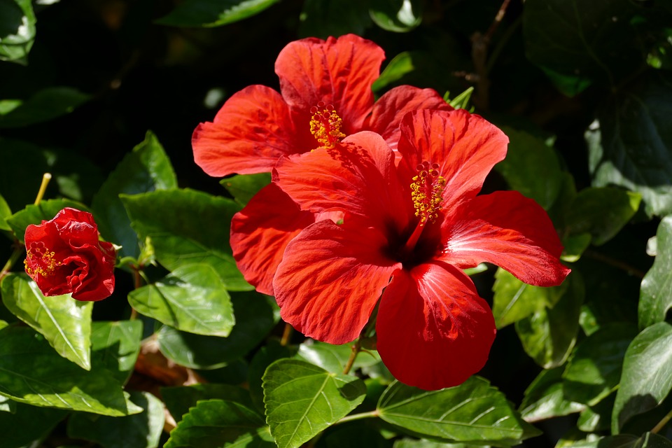 Plant-Flower-Hibiscus-Red-Flora-Pestle-2960749.jpg