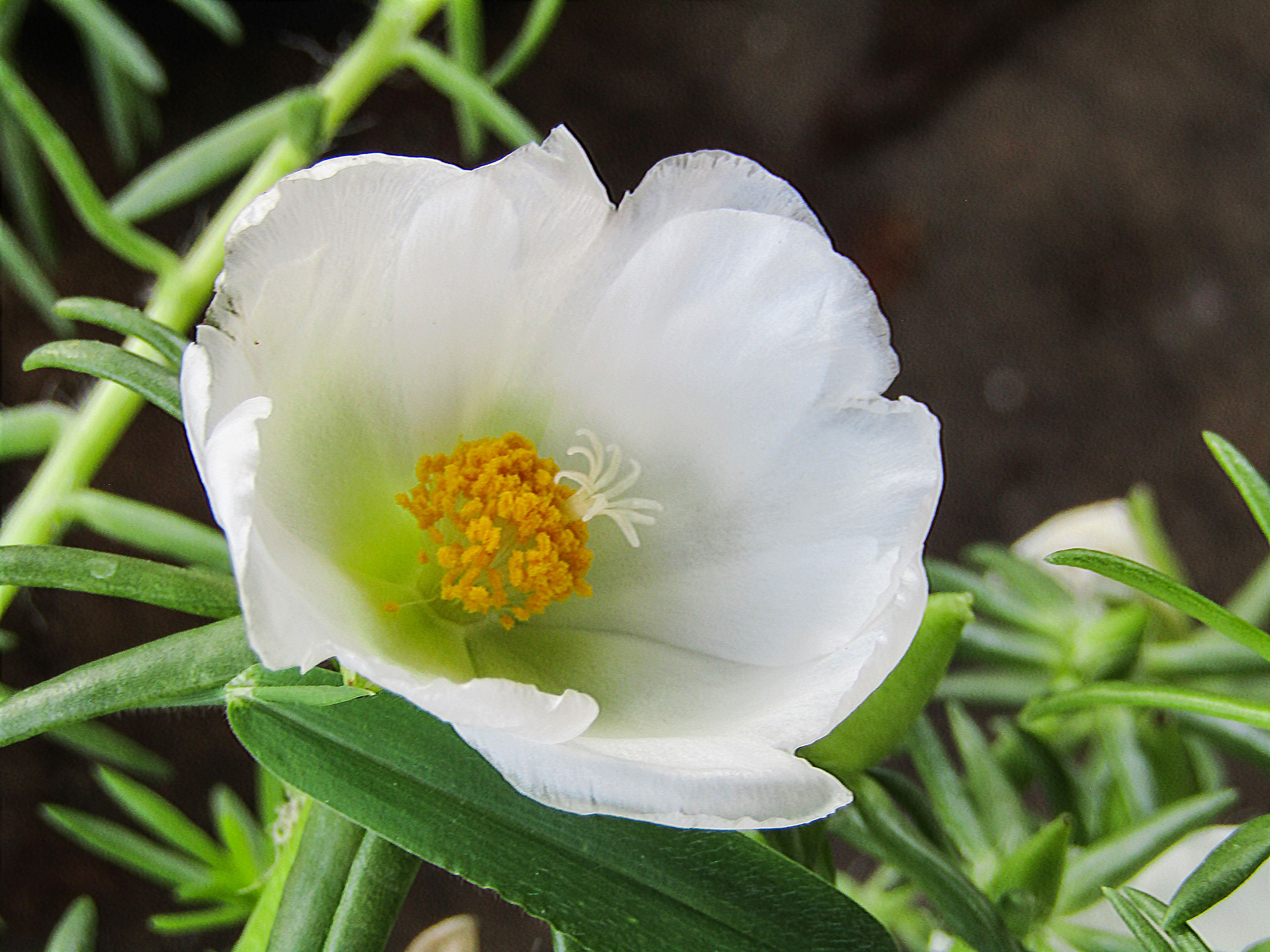 whiteflower.jpg