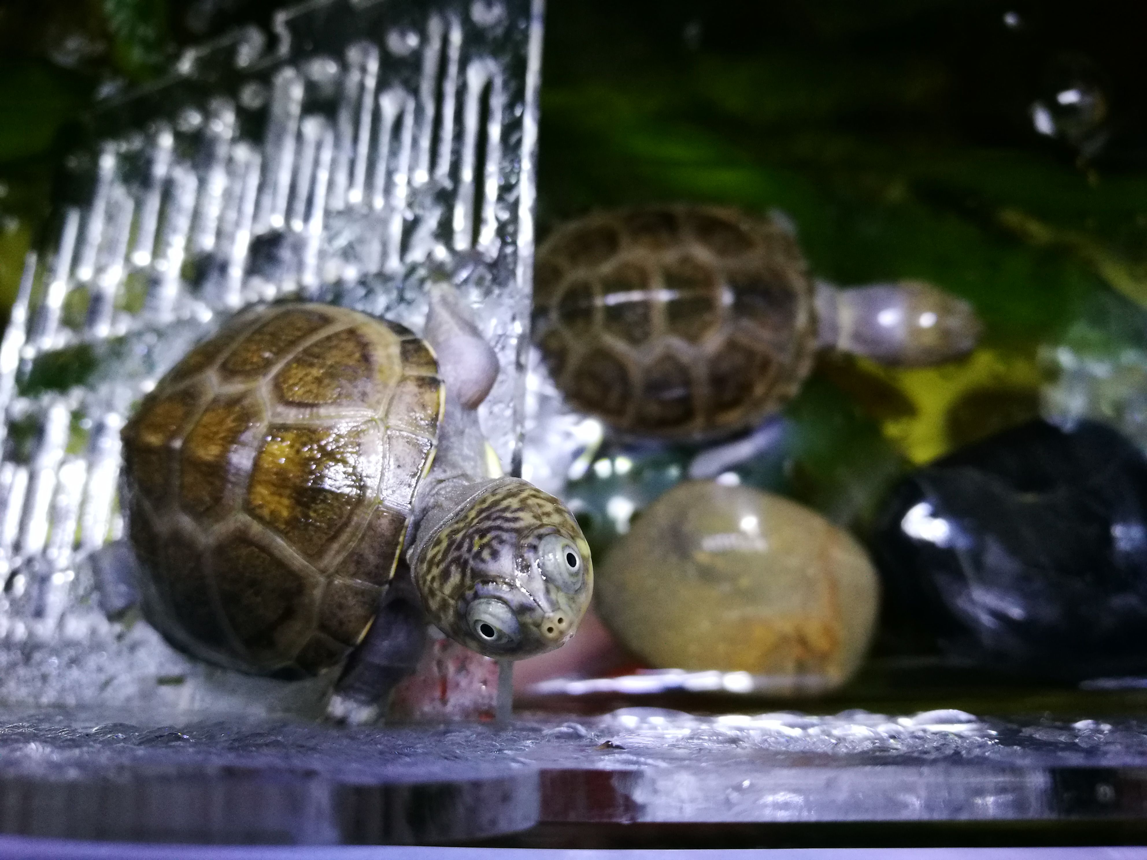 不是所有的龟都是缩头乌龟 | 中文社区宠物选美大赛