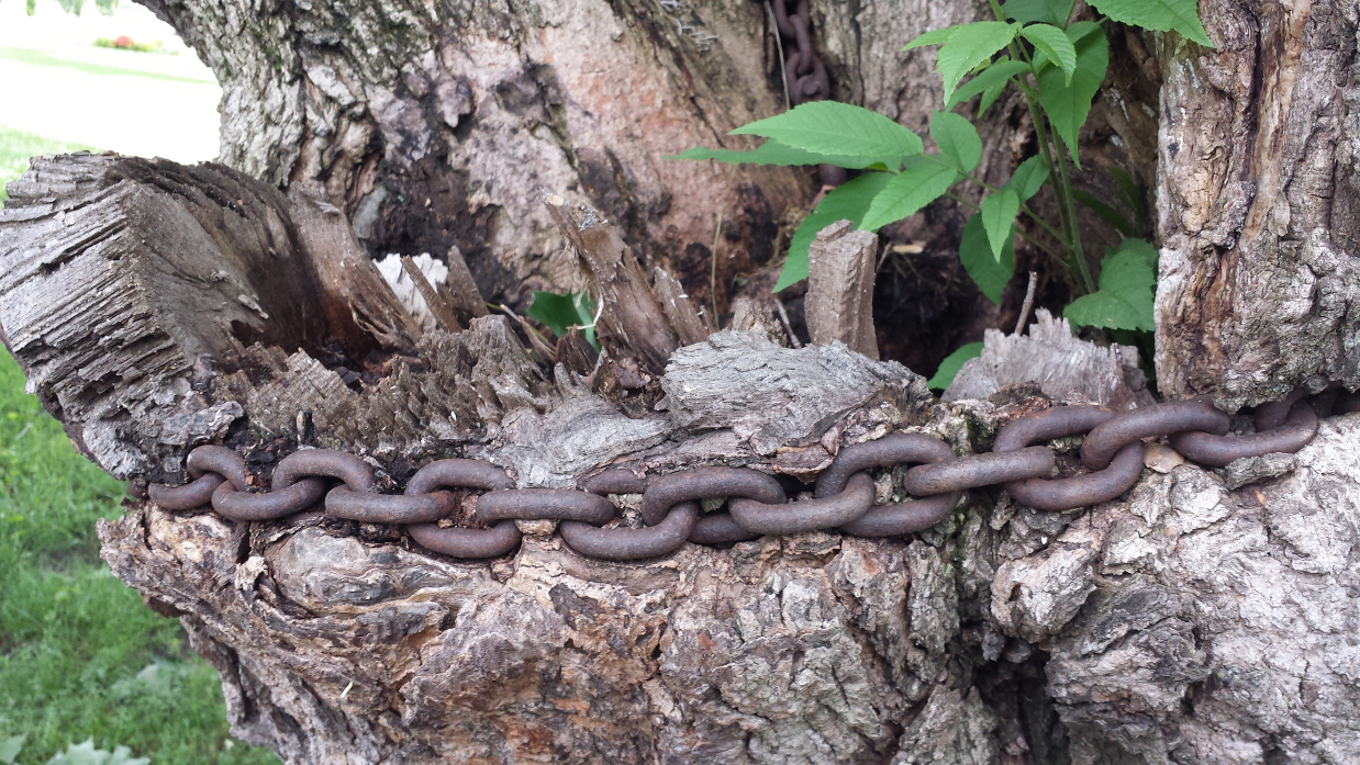 A large rusted steel chain embedded into a tree