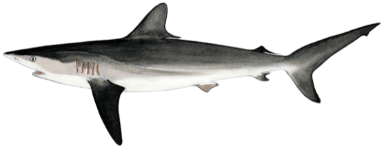 carcharhinus_falciformis-drawing-medium.png