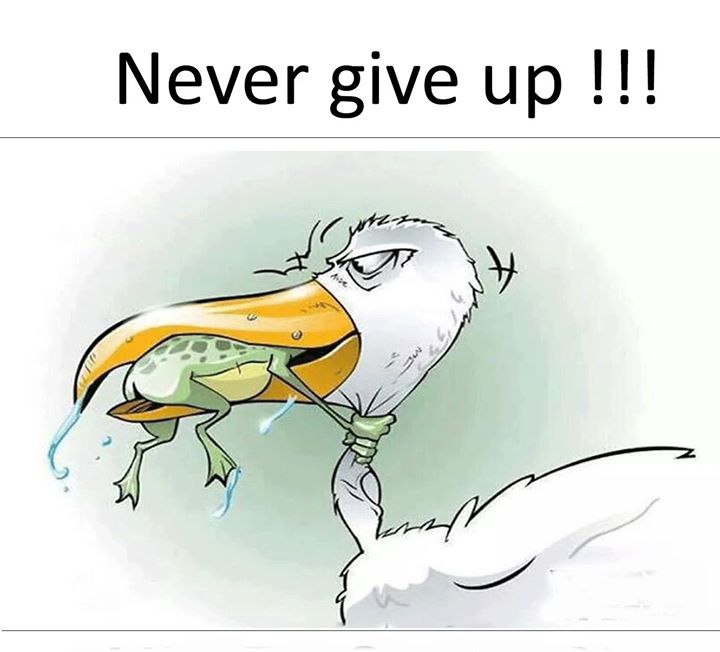 Never Give Up Meme 36 Steemit
