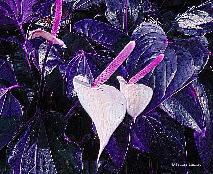 WM inverted madonna lilies.png