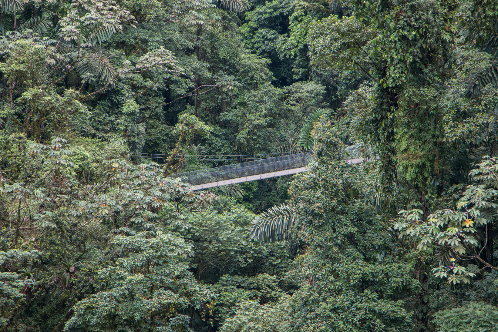 Bridge through the rainforest