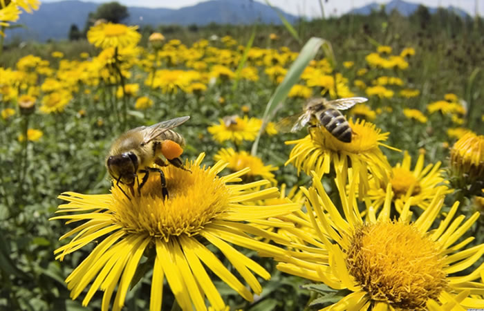 abejas-estan-en-peligro-de-extincion-510596.jpg