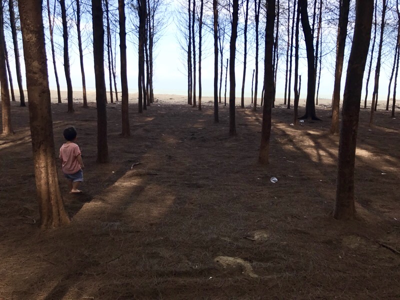 Malaysia S Nami Island Pantai Senok Steemit