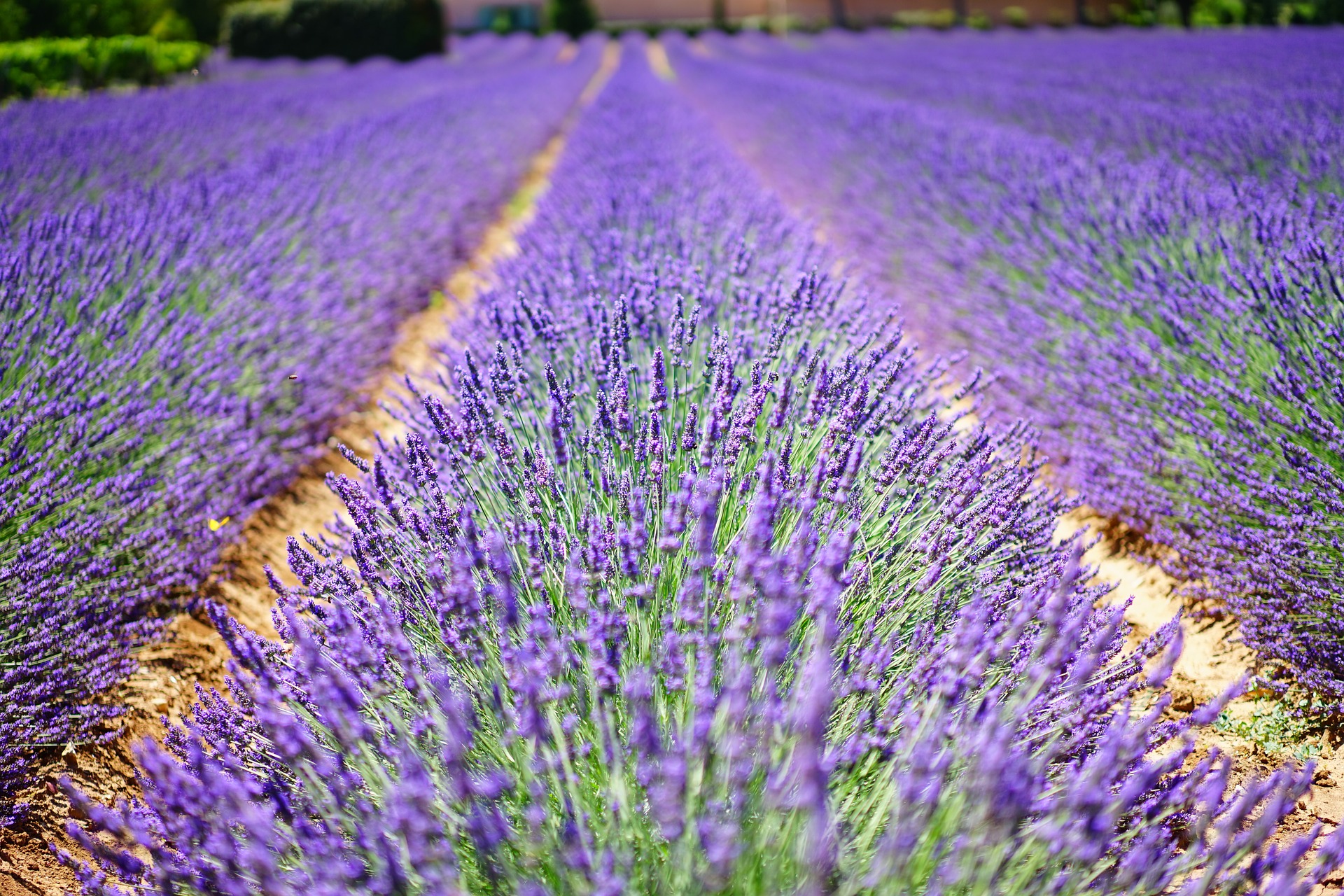 lavender-flowers-1595487_1920.jpg