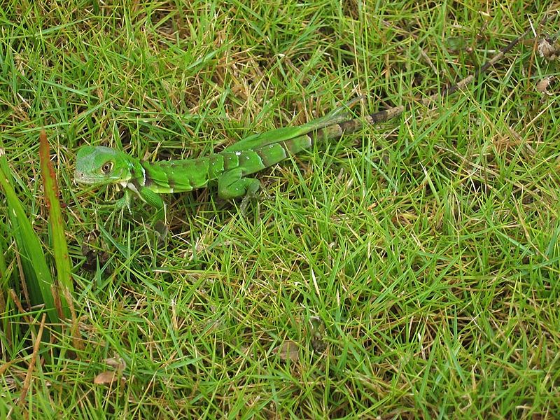 800px-DirkvdM_lizard_in_the_grass.jpg