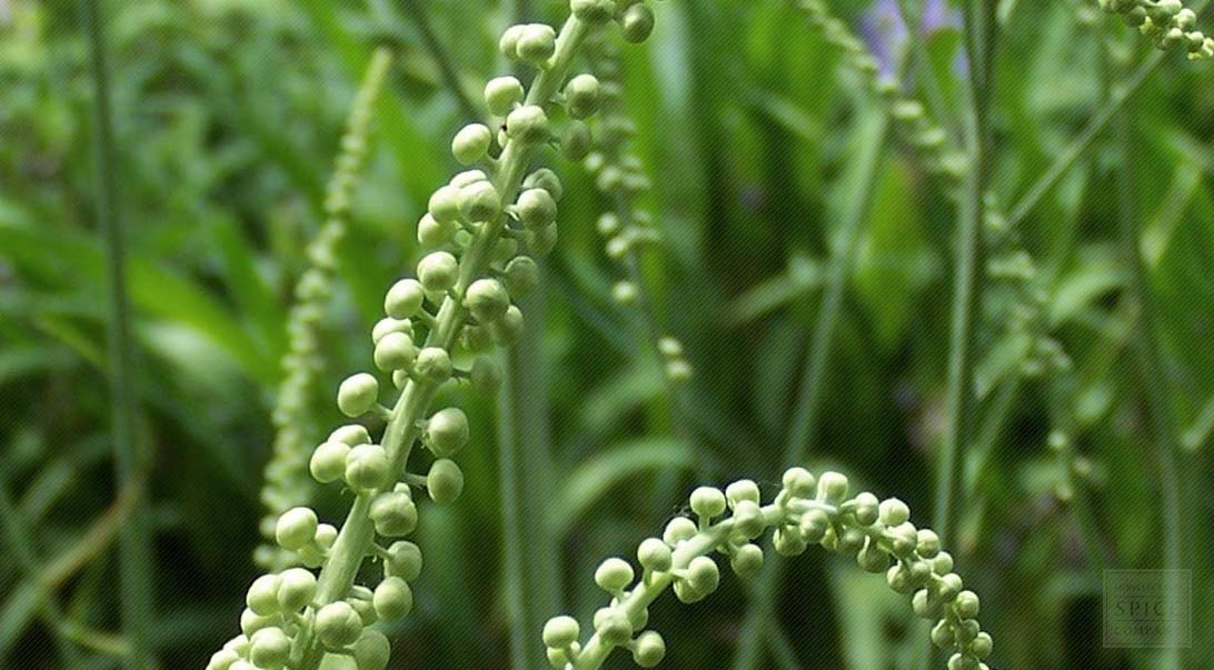 c-145-black-cohosh.jpg