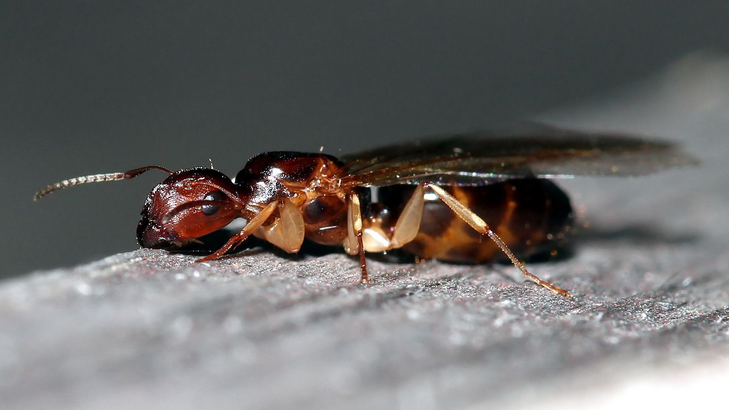 Camponotus sp 2 2017-10-14.jpg