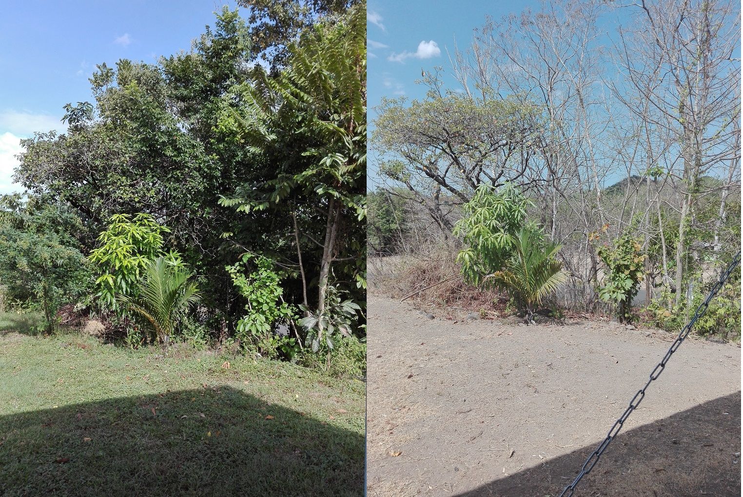 Summer season, the dry season for plants!