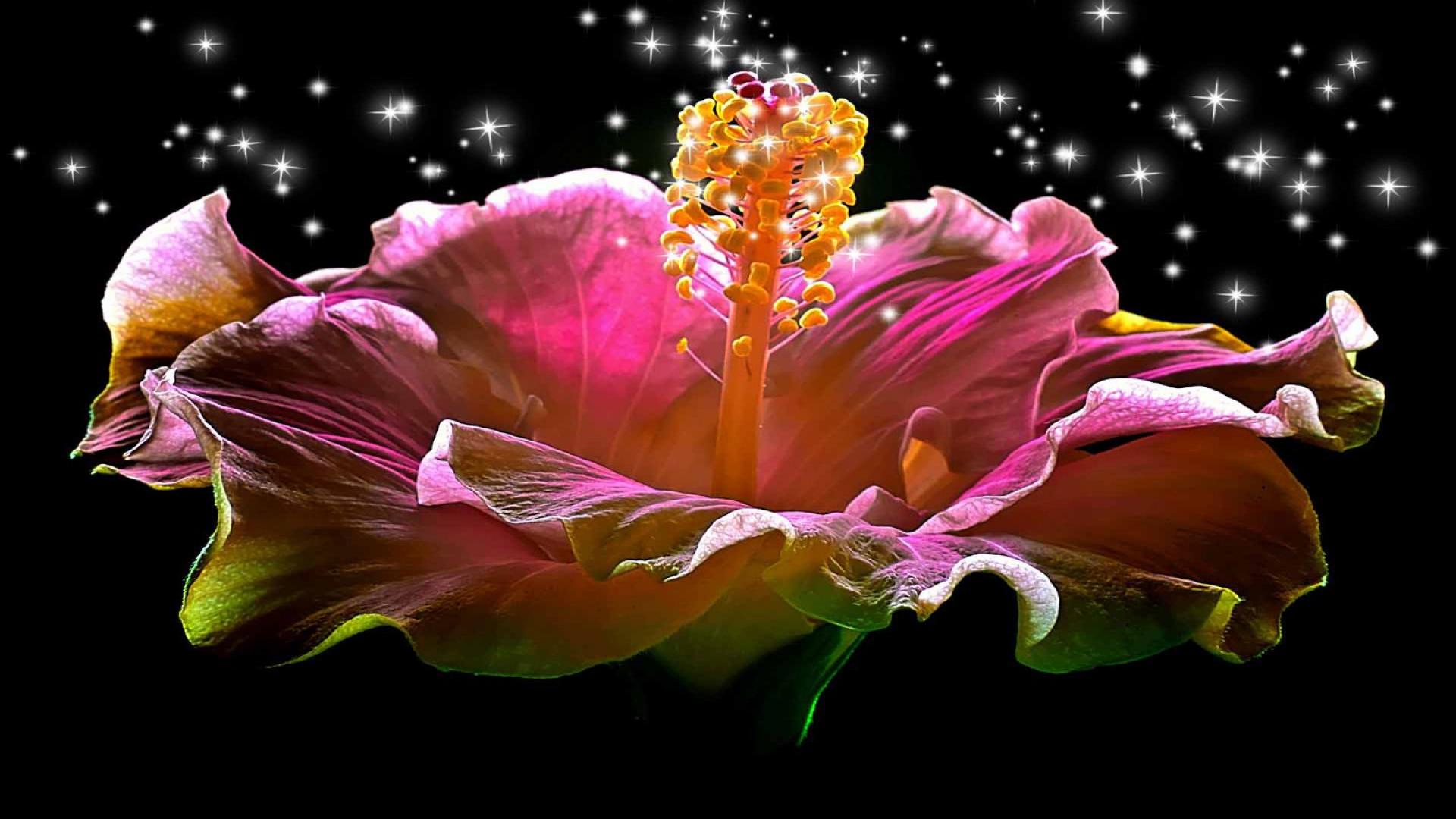 magic-hibiscus-hd-wallpaper-336380.jpg