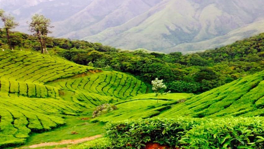 The tea garden. — Steemit