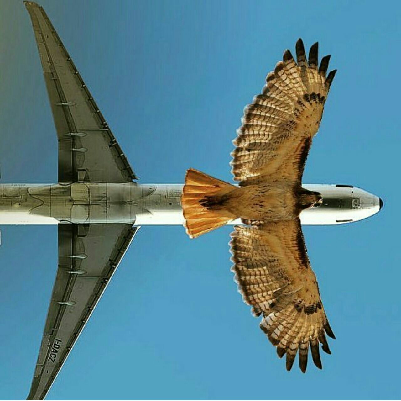 Что общего между самолетом и птицей. Что общего между самолетом и птицей. Это птица это самолет. Самолет с крыльями птицы. Это птица это самолет.