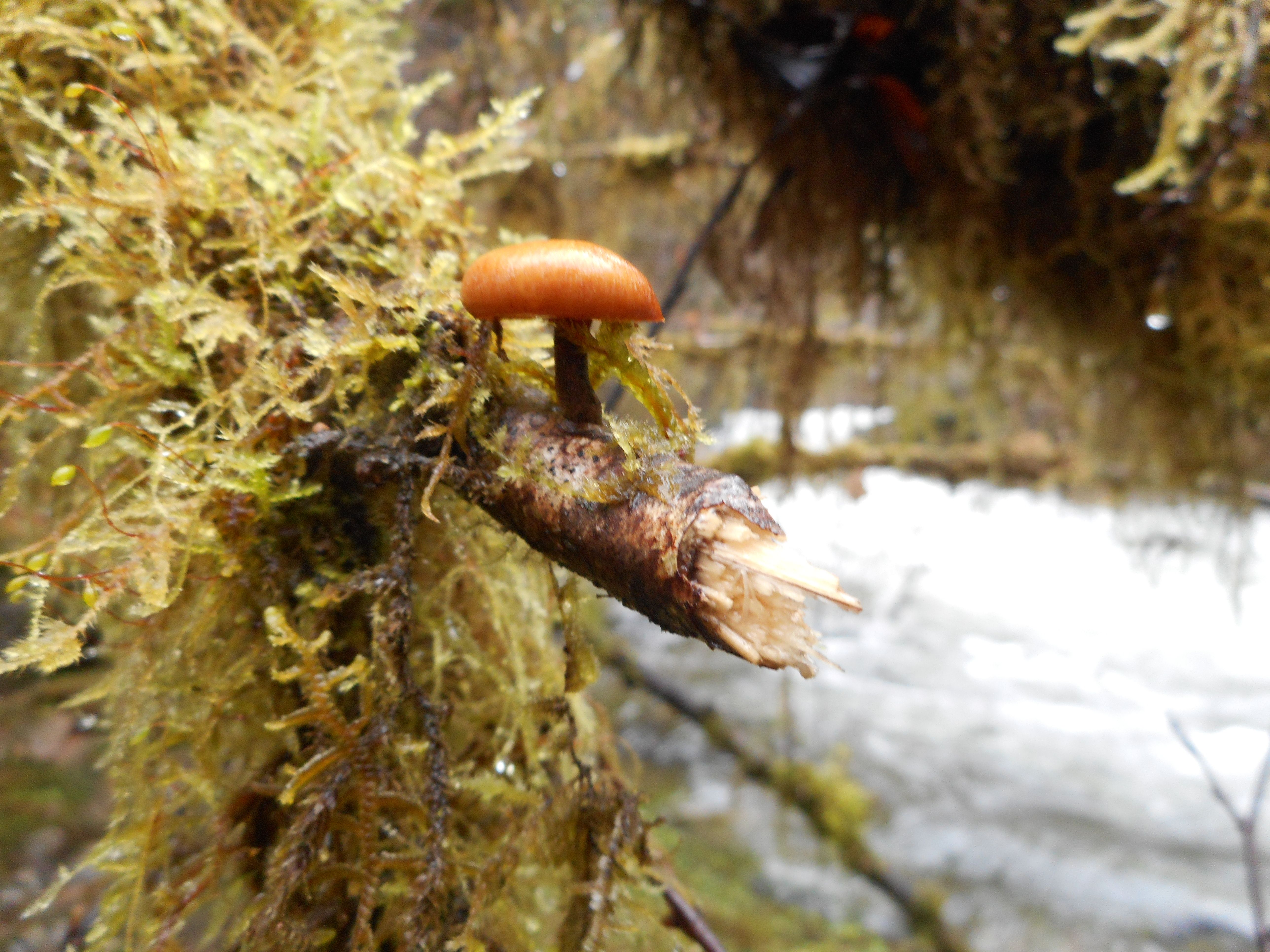 DSCN0536.JPG