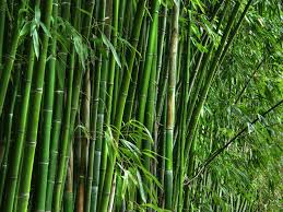 Bamboos Industry.jpg