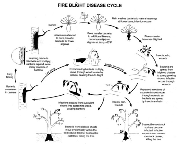 Fire Blight Disease Cycle.jpg