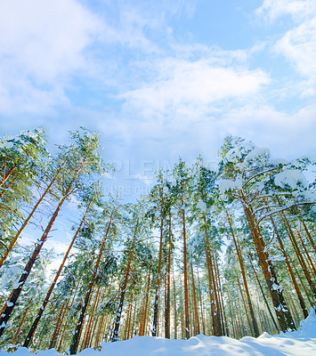 456892-trees-in-the-winter-fit_400_400.jpg