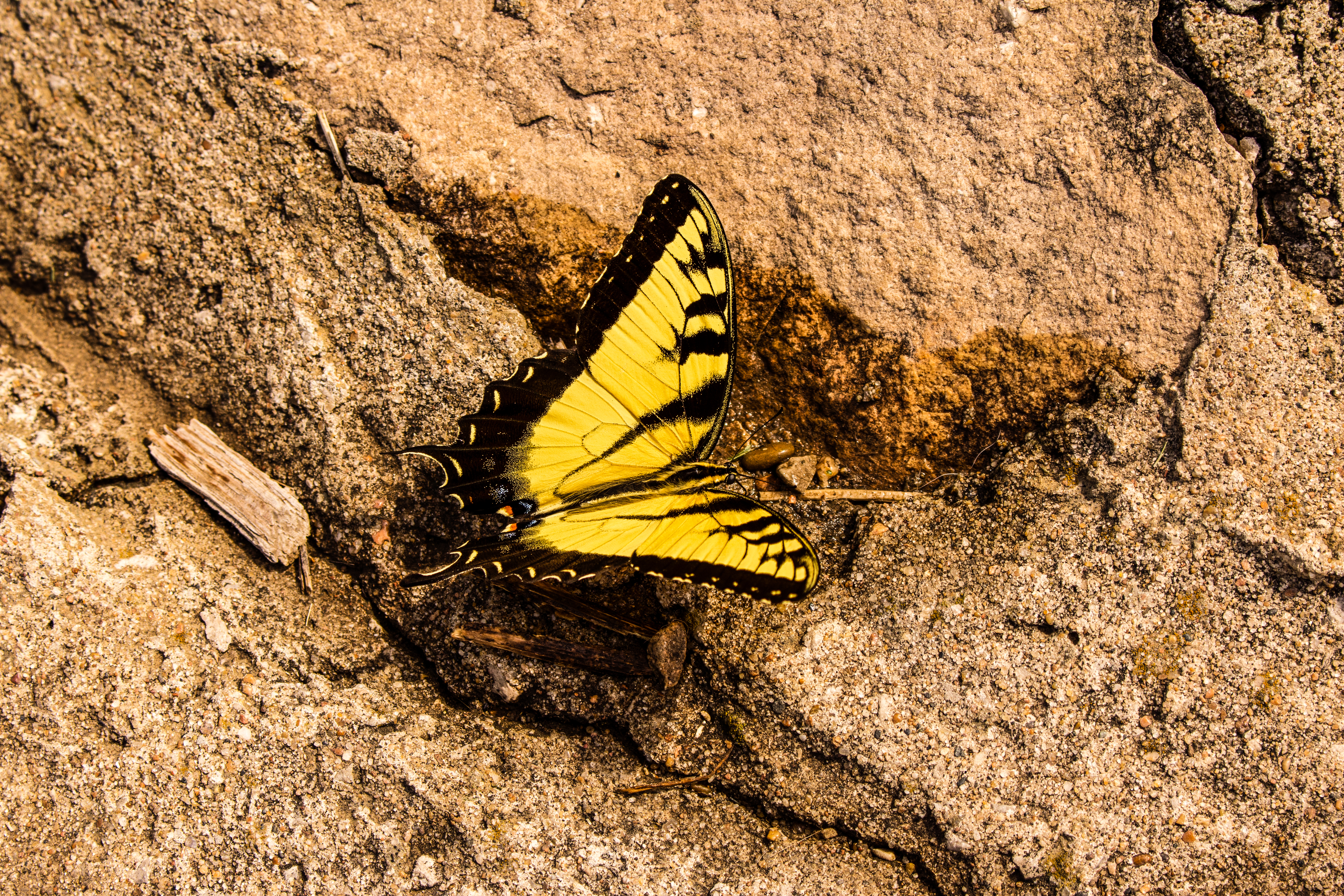 butterfly.JPG