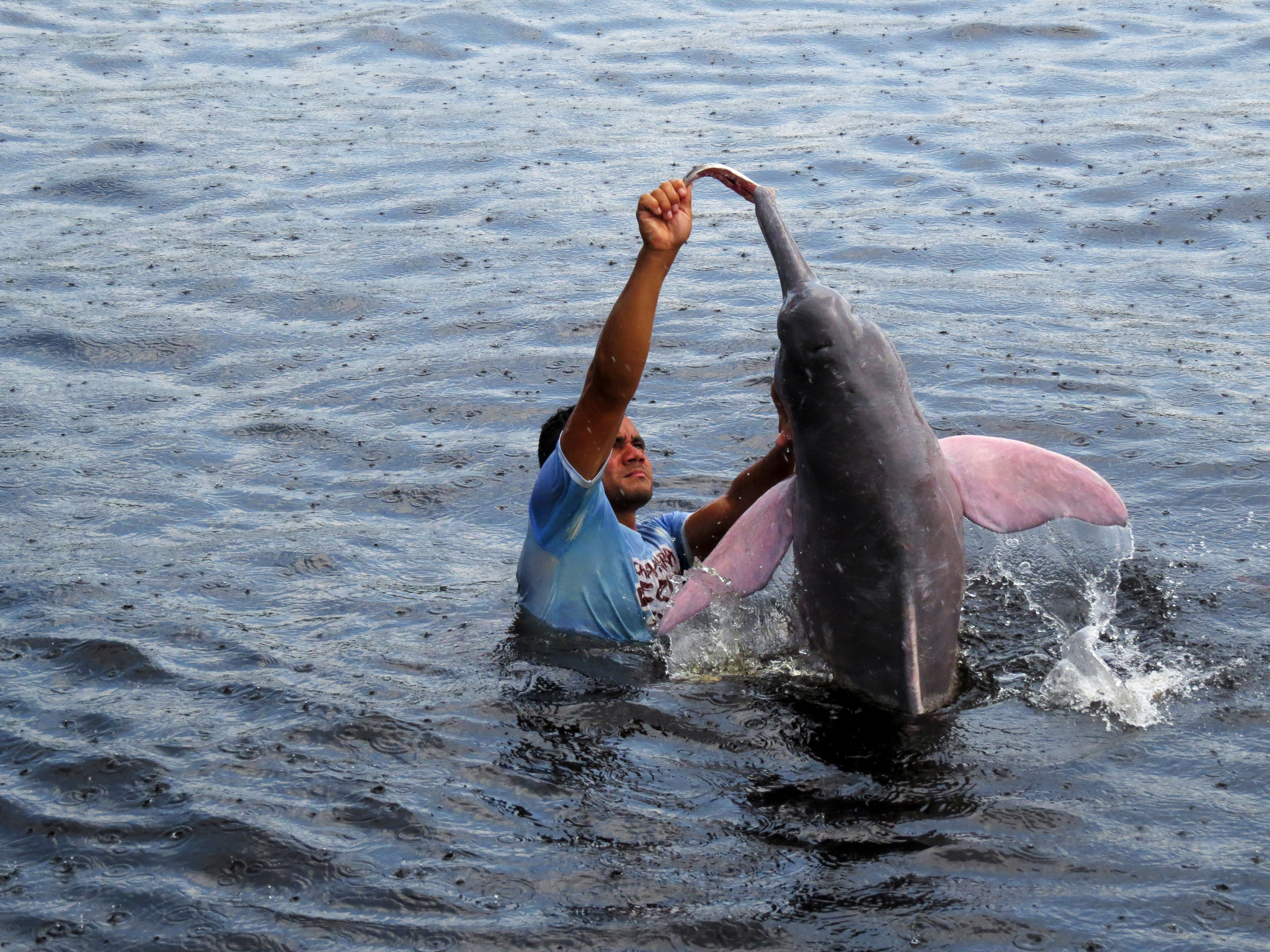 The Pink River Dolphin Steemit