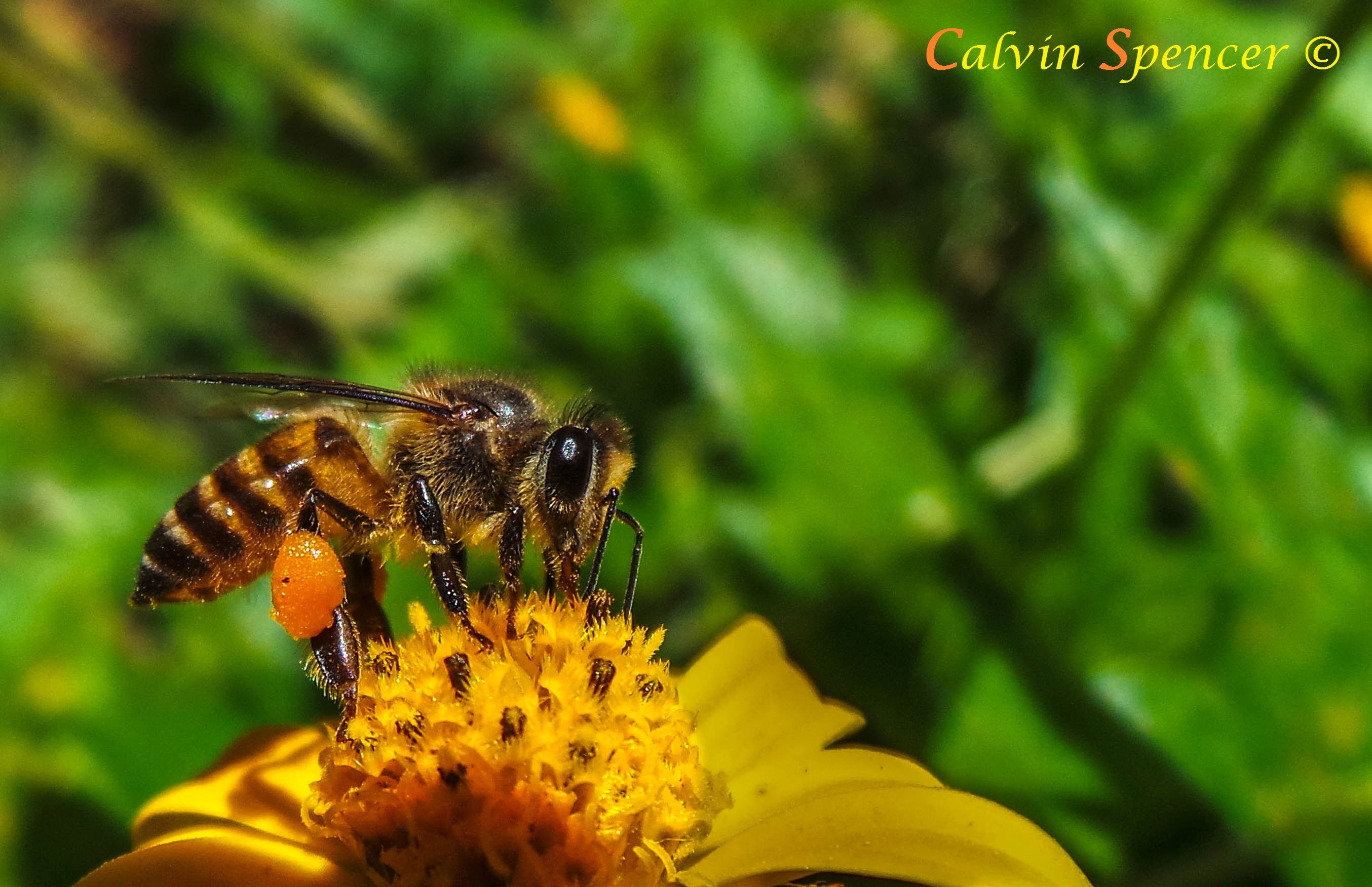 calvin 3 (1 of 1).jpg