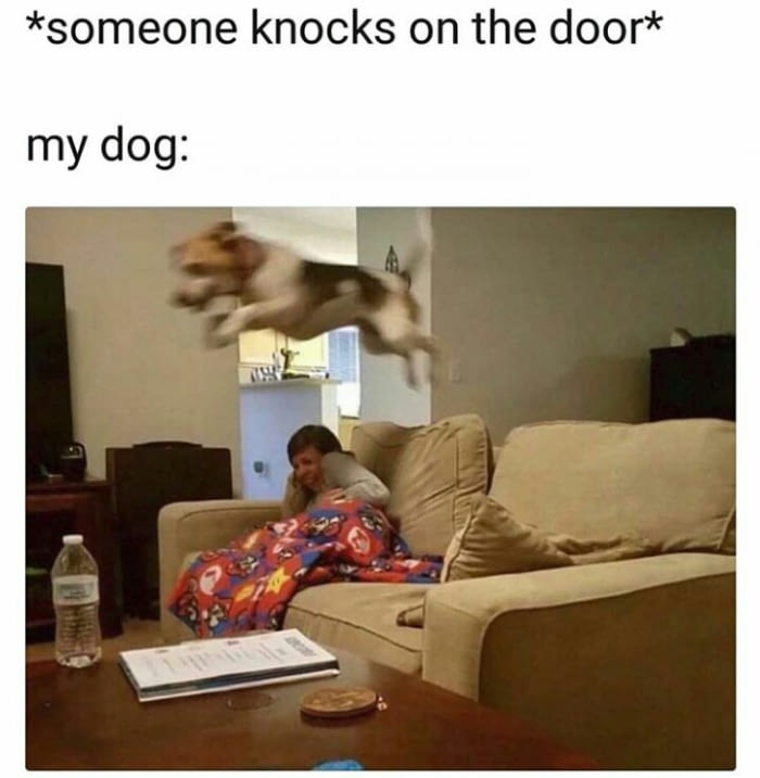 My-dog-when-someone-knocks-on-my-door.jpg