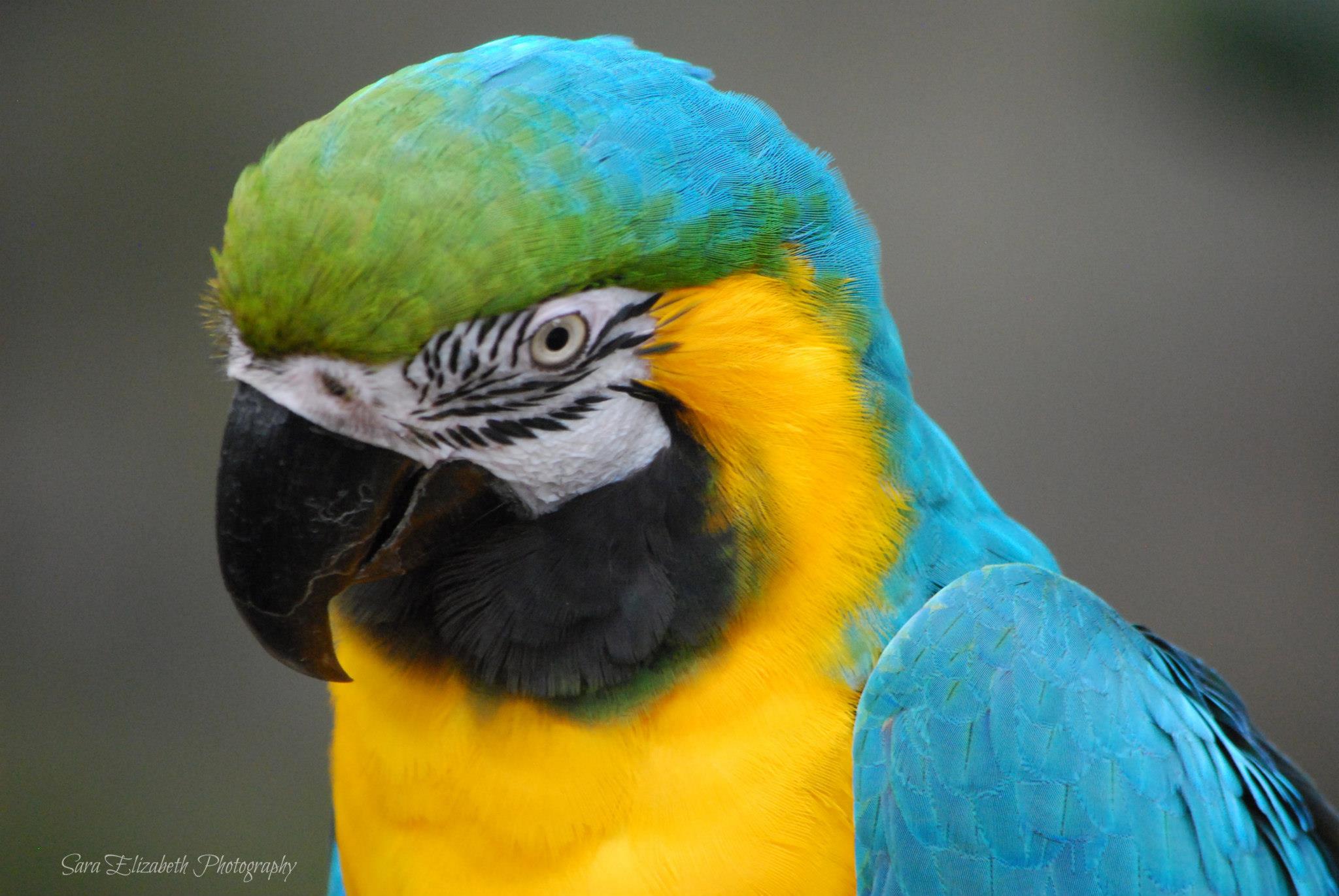 omaha zoo macaw.jpg