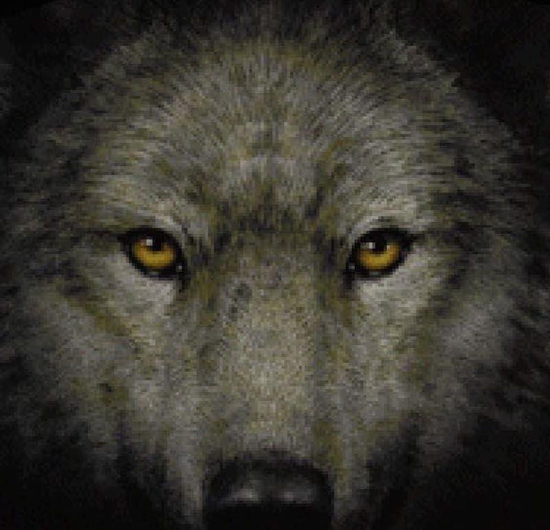 Альфа волк читать. Глаз волка. Цвет глаз волка. Волк с красными глазами. Волчий взгляд.