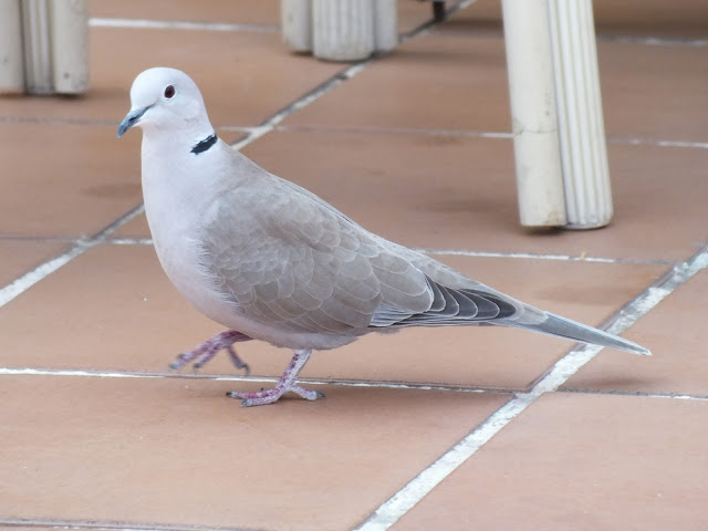 Pulu, the pigeon.jpg