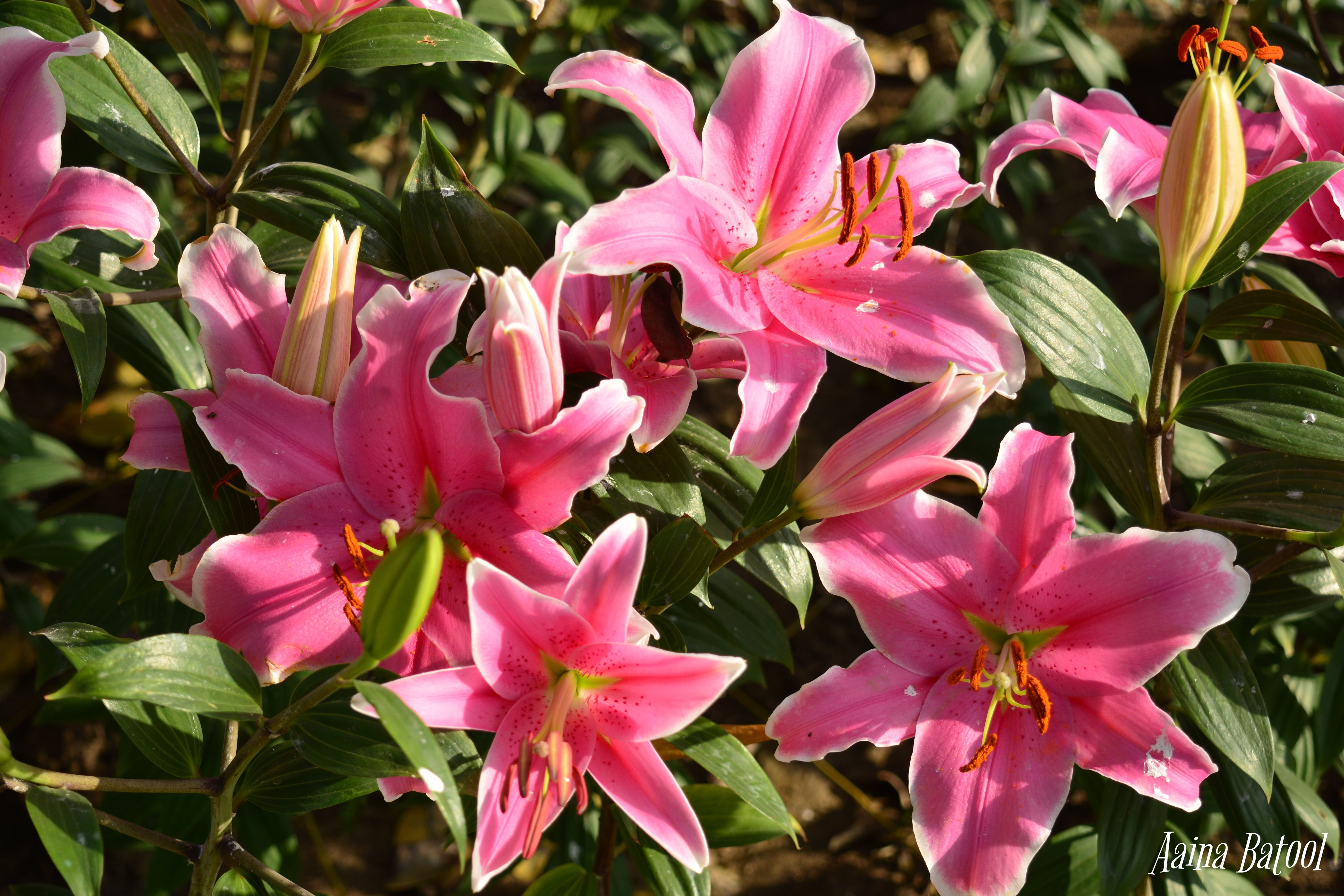 DSC_2959.jpg