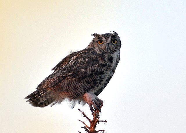 640px-Spotted_Owl_at_Twilight_-_2.jpg