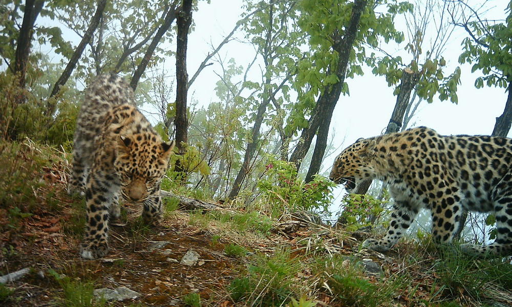 Amur-Leopard.jpg