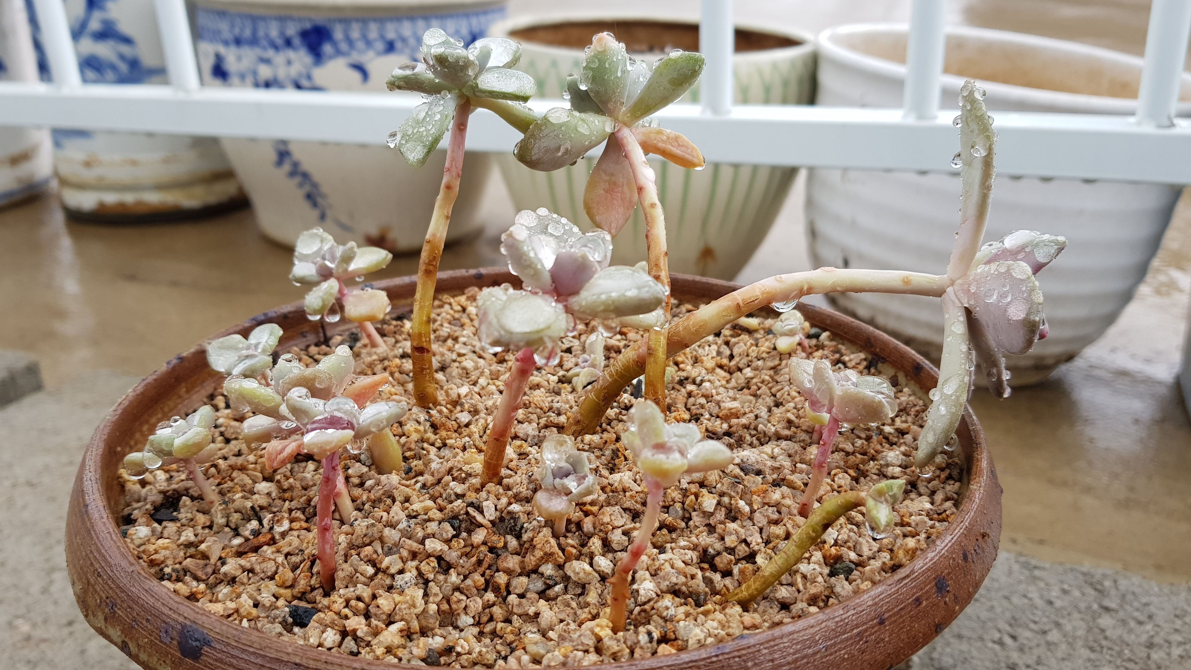 20180414_100556.jpg