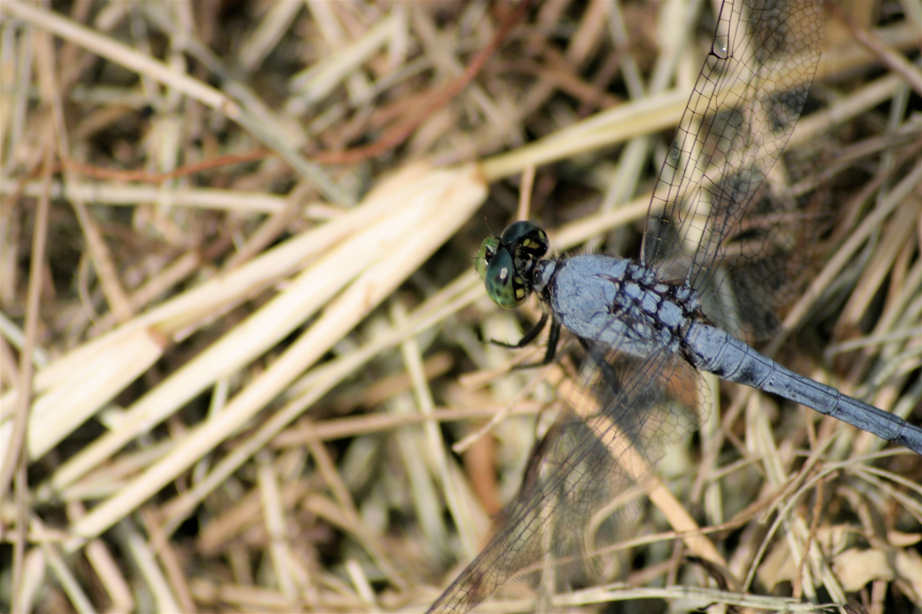 dragonfly 3-2.jpg