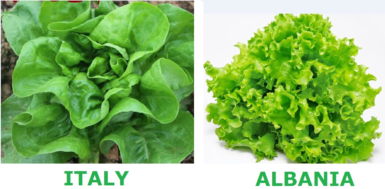 lettuce.jpg