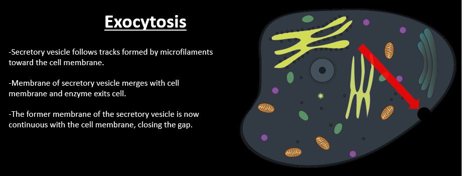 A Level Cell Biology And Transport Enzymes And Exocytosis Steemit