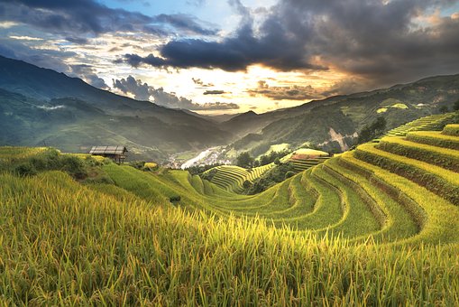 Rice Fields  (2).jpg