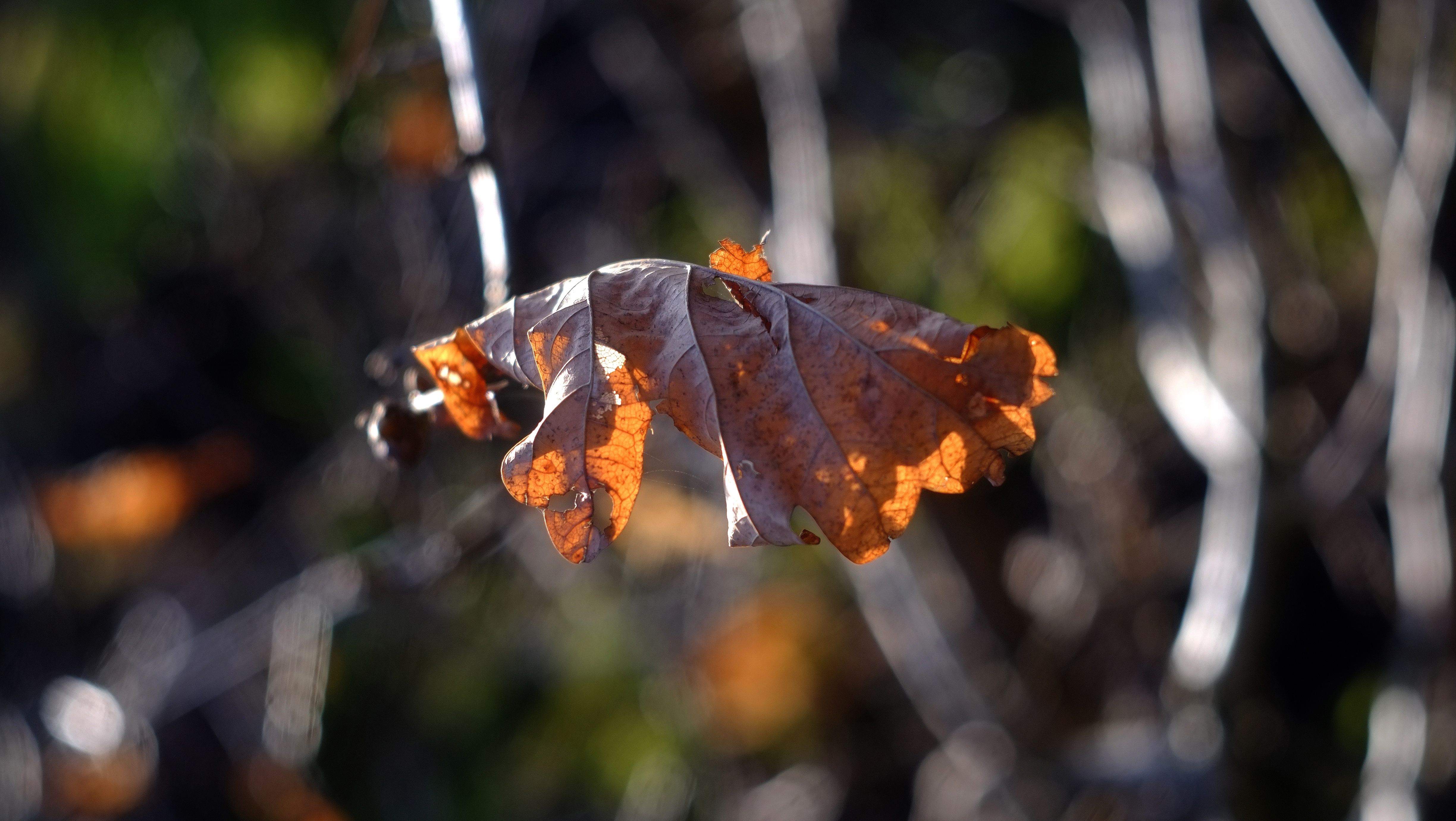 Fujifilm Xe 1 With The Helios 44 2 58mm F2 Lens A Great Pairing Steemit