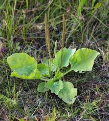 plantago major.jpg