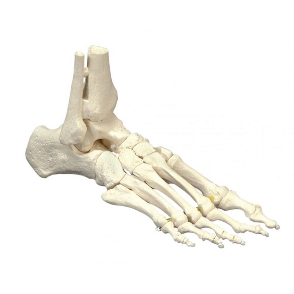 Скелет голеностопного сустава человека