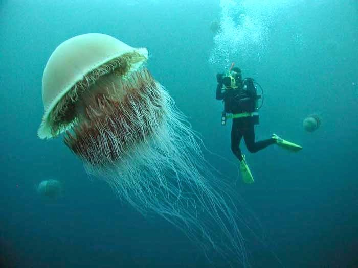 Lions-Mane-Jellyfish.jpg