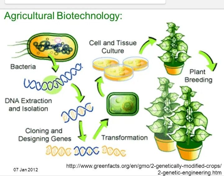 agricultural-biotechnology-prt-1-steemit