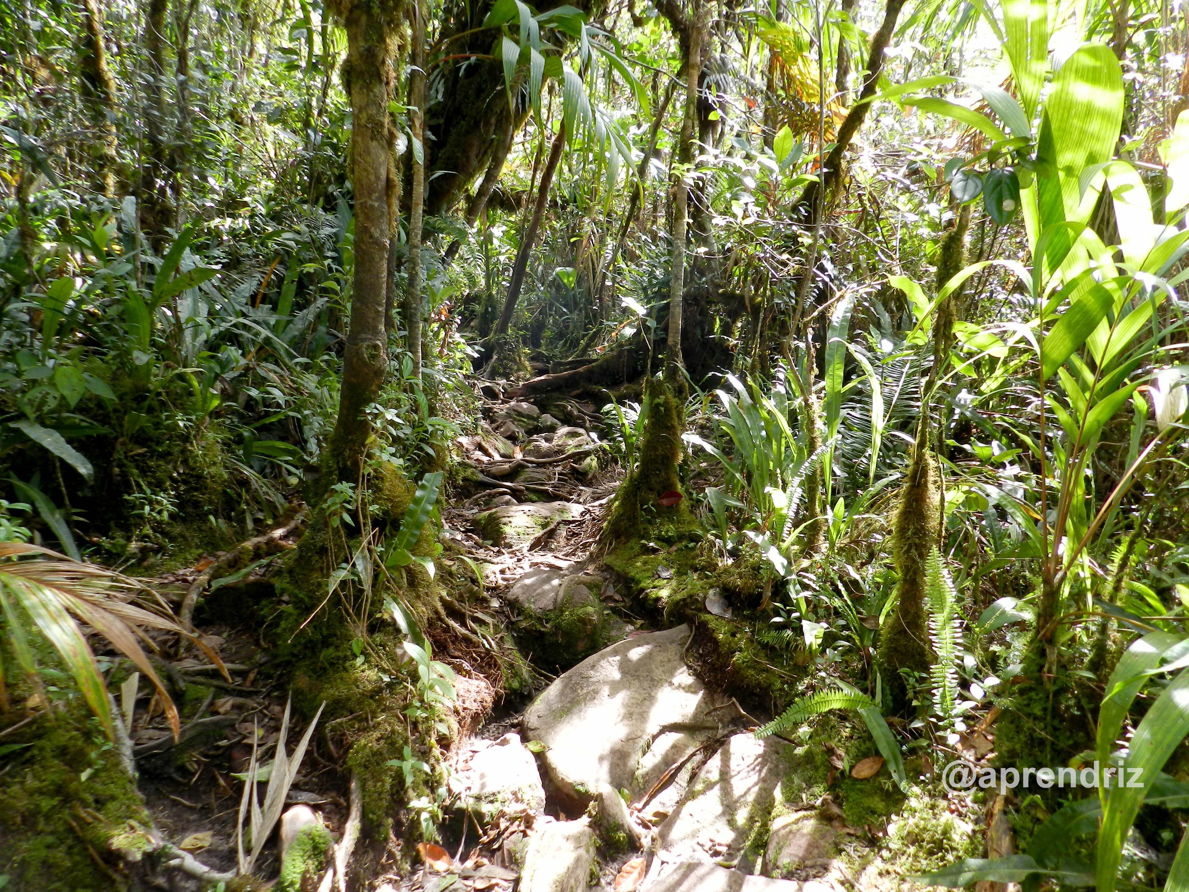 Pasando por un trecho de un bosque lluvioso.jpg