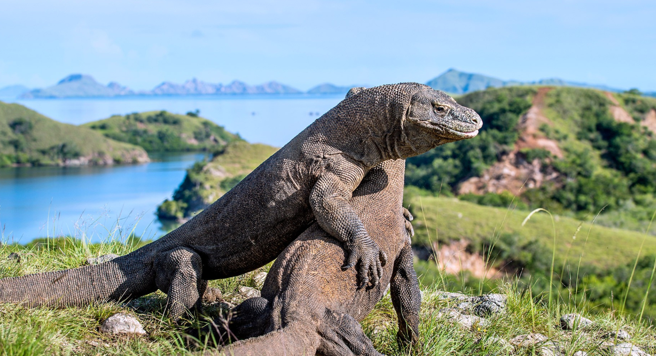 Pulau_Komodo_1.jpg