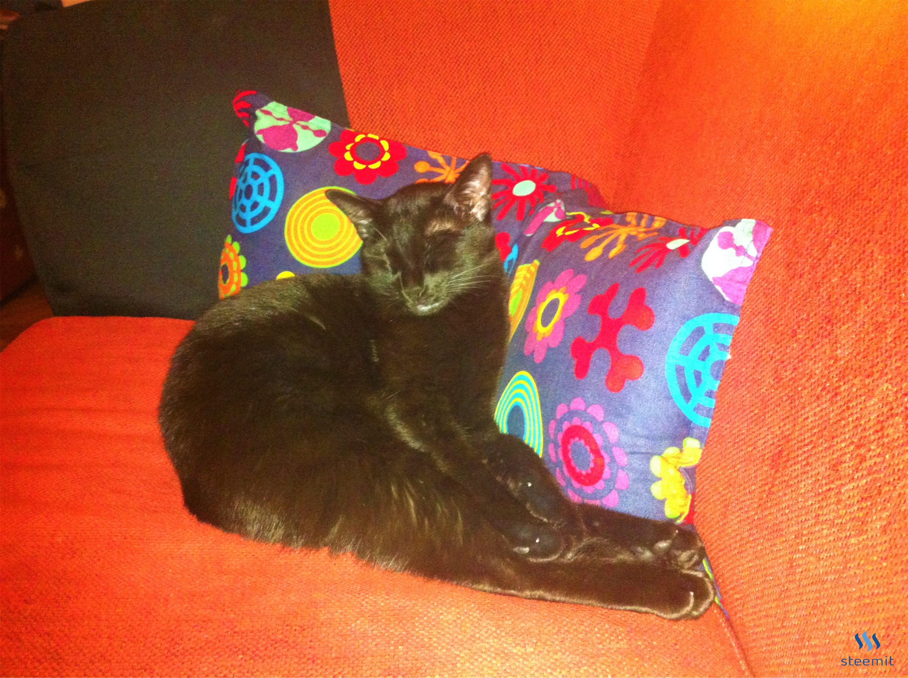 kitty.png