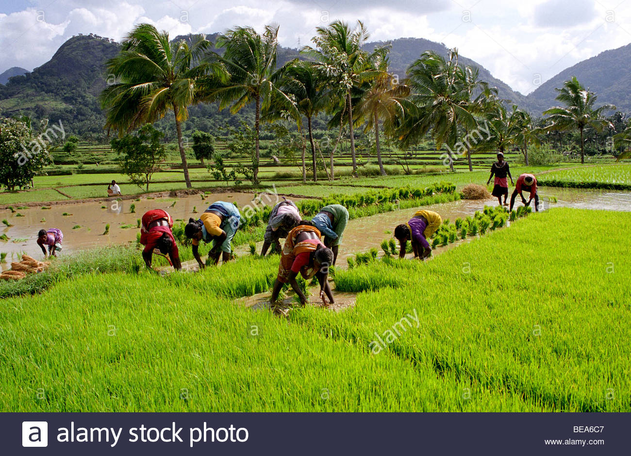 farmers-in-the-paddy-fields-of-shenkottai-tamilnadu-BEA6C7.jpg