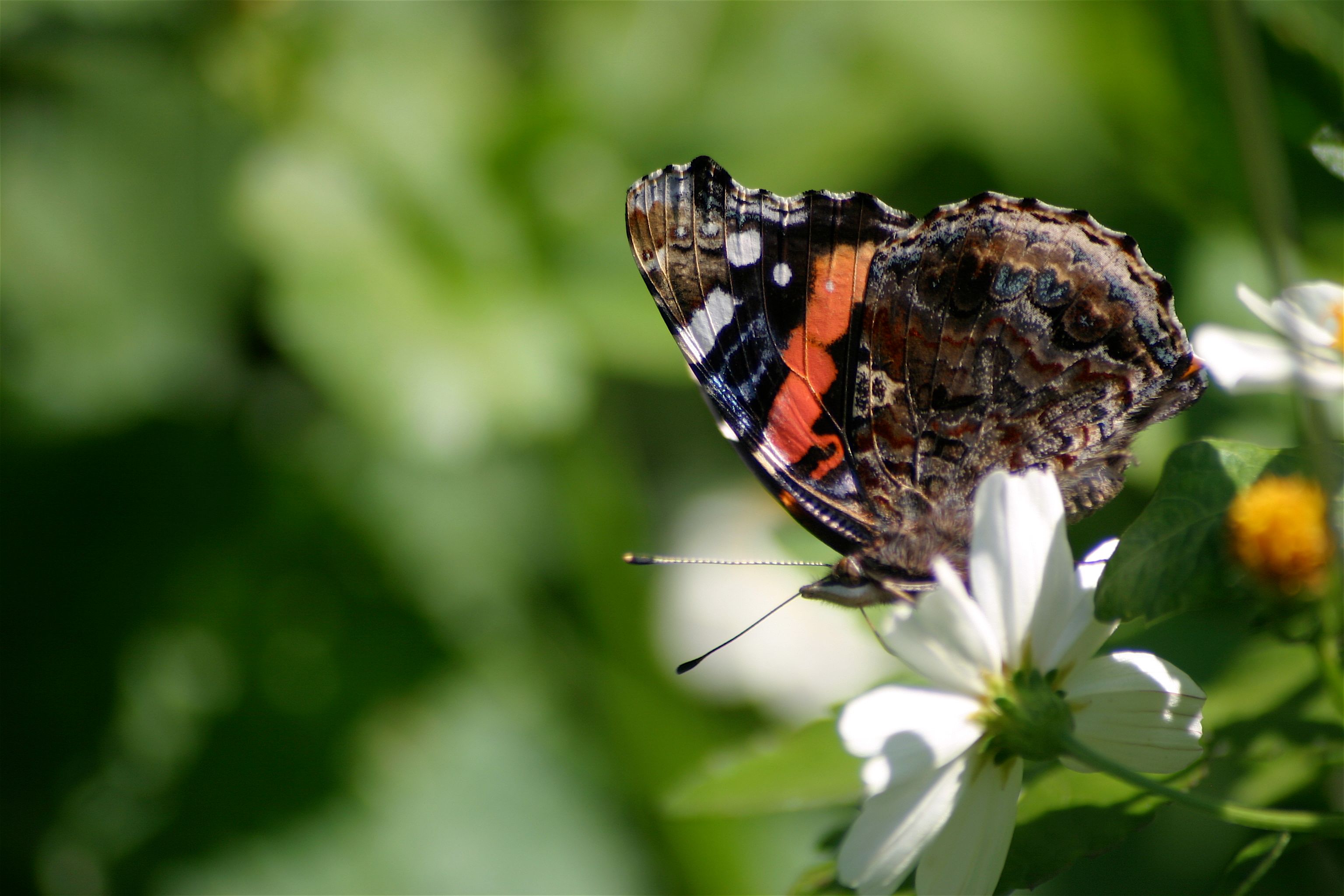 butterfly 2-1.jpg