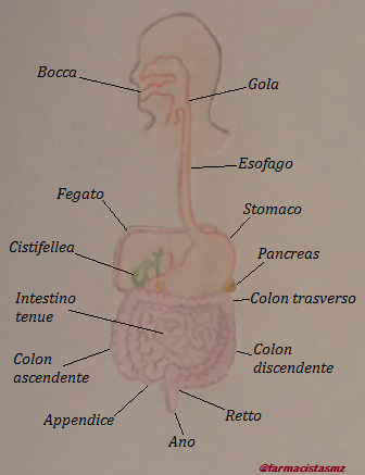 anatomia_digerente.png