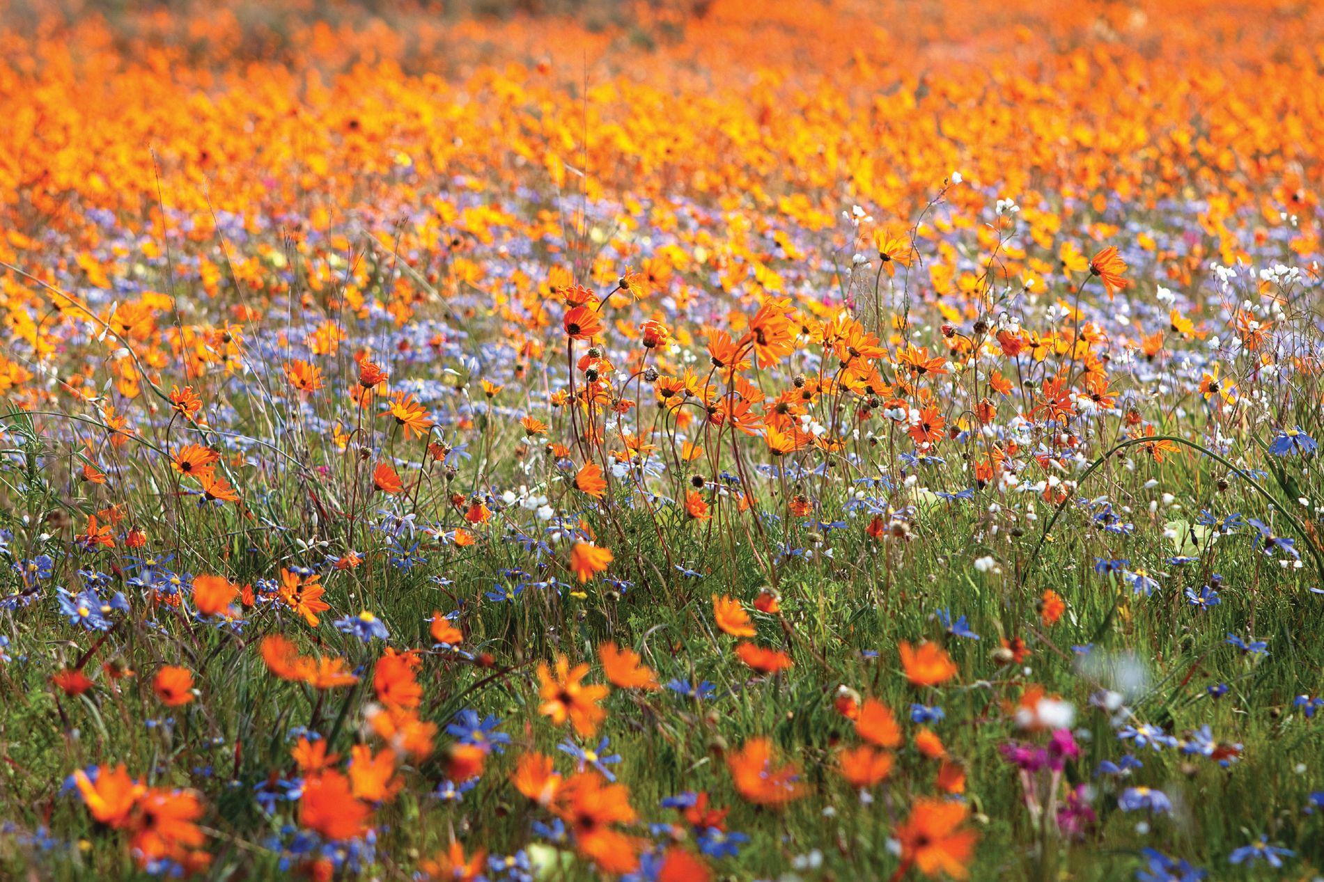 namaqualand-2.jpg